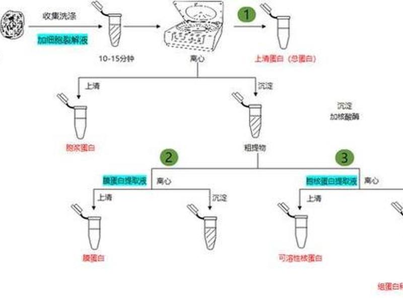wb具体步骤 - wb完整步骤
