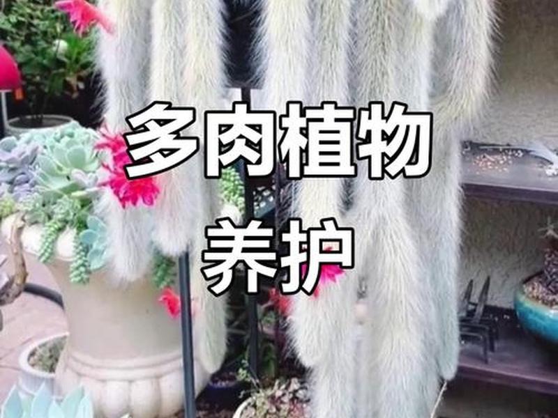 九尾狐种植方法教程,九尾狐种植方法教程图解 九尾狐种植方法教程,九尾狐种植方法教程图解