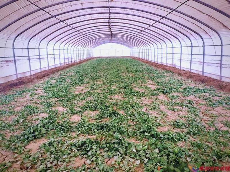 菠菜搭拱棚方法、冬季小拱棚菠菜产量 菠菜搭拱棚方法、冬季小拱棚菠菜产量