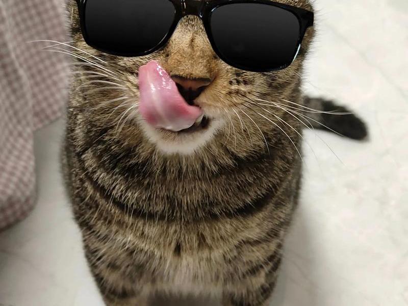 大猫哥是谁;抖音大猫哥是谁 大猫哥是谁;抖音大猫哥是谁