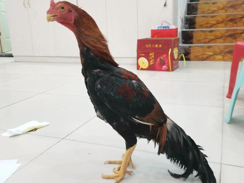 斗鸡站立训练法、斗鸡站立训练法视频 斗鸡站立训练法、斗鸡站立训练法视频