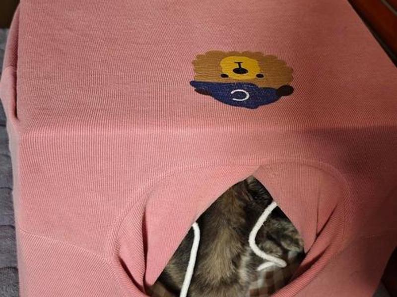 建造猫窝需要注意哪些要点;建造猫窝需要注意哪些要点呢 建造猫窝需要注意哪些要点;建造猫窝需要注意哪些要点呢