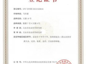 京美10k、京美10k03非主要农作物品种登记证书