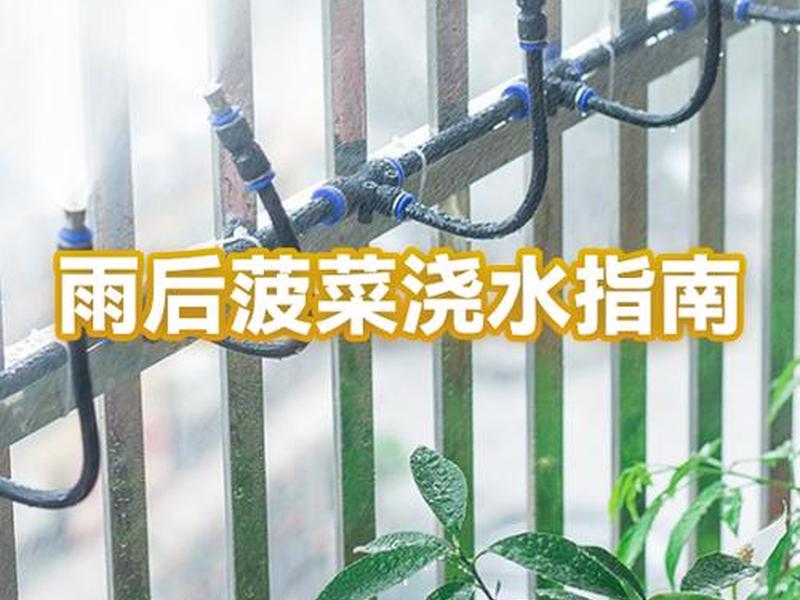 菠菜移栽种植方法、菠菜移栽种植方法和技术 菠菜移栽种植方法、菠菜移栽种植方法和技术