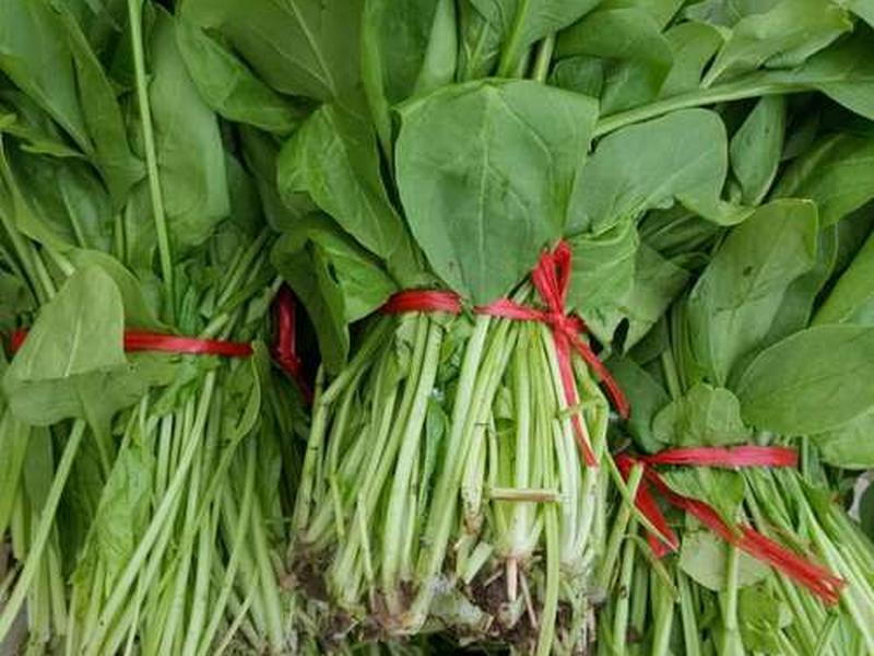 菠菜h5源码,菠菜带视讯源码 菠菜h5源码,菠菜带视讯源码