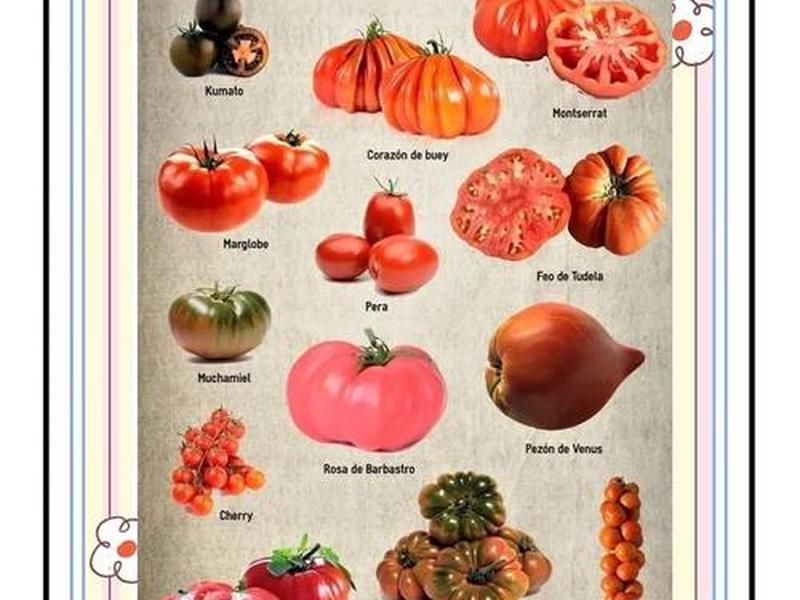 tomato是什么意思(TomATO是什么意思翻译) tomato是什么意思(TomATO是什么意思翻译)