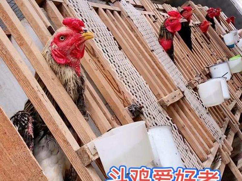 斗鸡隔笼搭建制作 - 斗鸡隔笼搭建制作视频 斗鸡隔笼搭建制作 - 斗鸡隔笼搭建制作视频