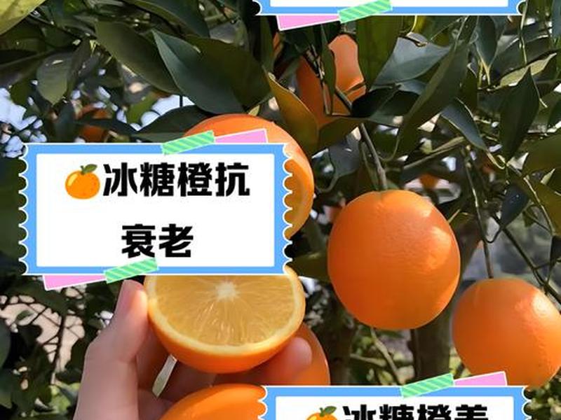 橙子建站的使用教程和优势(橙子建站支持添加的有) 橙子建站的使用教程和优势(橙子建站支持添加的有)