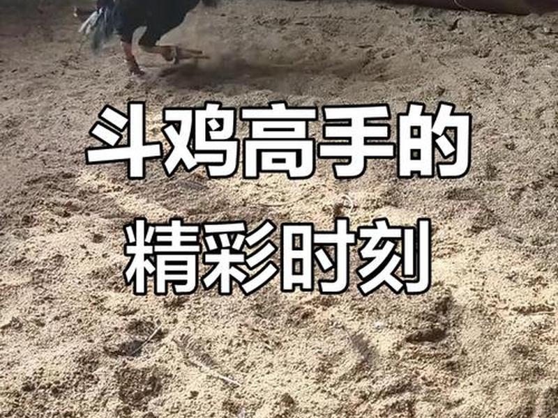 斗鸡训练高手视频教程(斗鸡训练高手视频教程下载) 斗鸡训练高手视频教程(斗鸡训练高手视频教程下载)