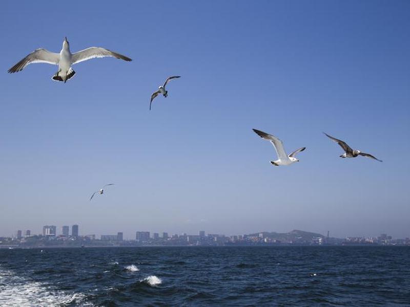 海鸥建站快速上线流程、海鸥在线商城 海鸥建站快速上线流程、海鸥在线商城