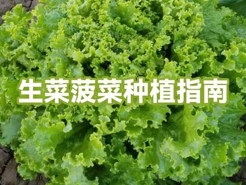 菠菜种植土壤(菠菜种植的土壤肥料要求) 菠菜种植土壤(菠菜种植的土壤肥料要求)