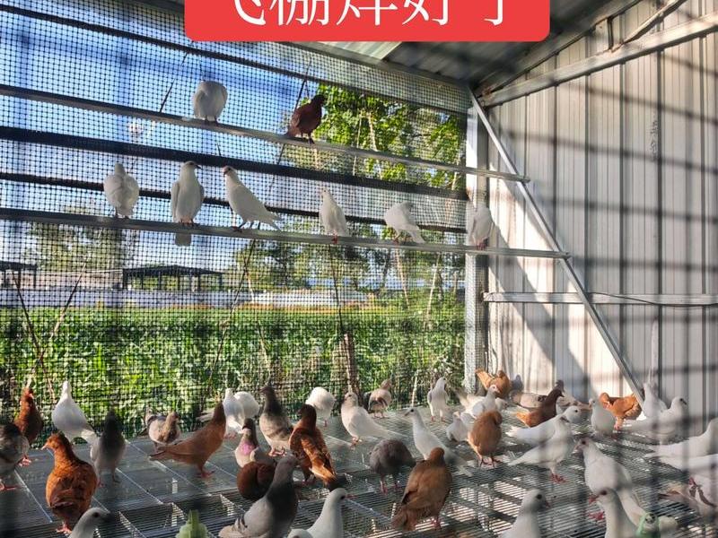 鸽棚搭建方法用钢管;鸽棚搭建方法用钢管还是铝管 鸽棚搭建方法用钢管;鸽棚搭建方法用钢管还是铝管