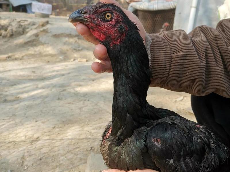 斗鸡十四种训练法视频 斗鸡十四种训练法视频教程 斗鸡十四种训练法视频 斗鸡十四种训练法视频教程