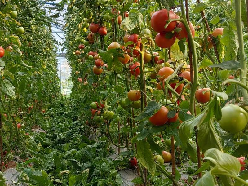 tomato的种植基地 tomato淮南西红柿种植基地 tomato的种植基地 tomato淮南西红柿种植基地