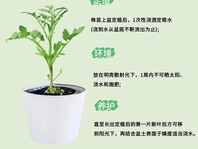 tomato番茄种植攻略 - 番茄todo种番茄 tomato番茄种植攻略 - 番茄todo种番茄