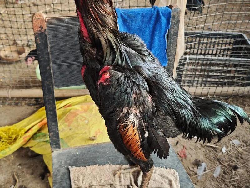 斗鸡怎么做视频教程(斗鸡怎么做视频教程图片) 斗鸡怎么做视频教程(斗鸡怎么做视频教程图片)