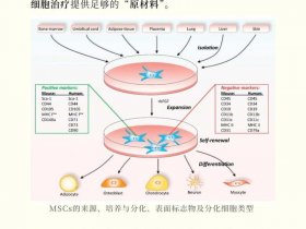ucms；ucmsc是什么干细胞