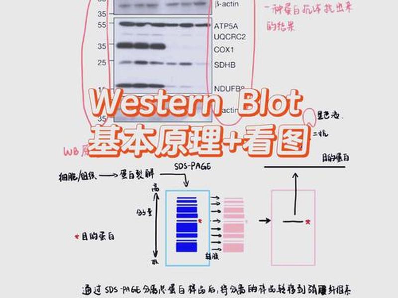 wb操作步骤、wb操作步骤详解下