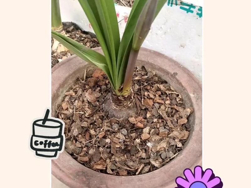 花生壳种植教程（花生壳种植教程图片）