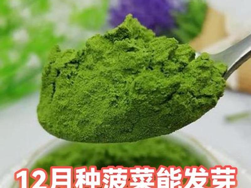 菠菜搭建;菠菜搭建是什么意思 菠菜搭建;菠菜搭建是什么意思