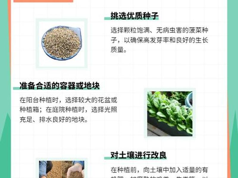 菠菜种植教材,菠菜种植教材图片 菠菜种植教材,菠菜种植教材图片