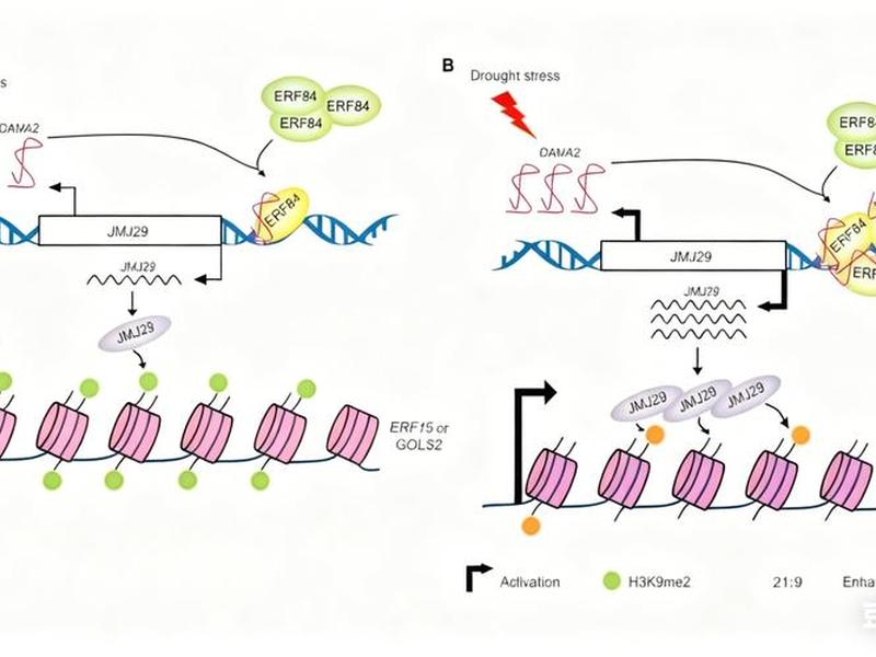 lncrna建库方式;lncrna建库测序流程 lncrna建库方式;lncrna建库测序流程