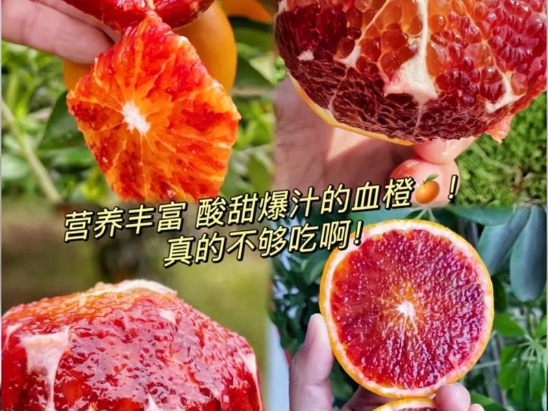 橙子建站官方网站 橙子建站官网价格 橙子建站官方网站 橙子建站官网价格