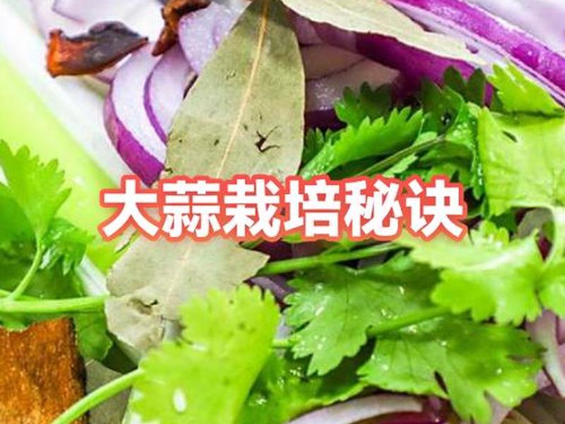 1小时快速腐熟技术,1小时快速腐熟技术是什么 1小时快速腐熟技术,1小时快速腐熟技术是什么