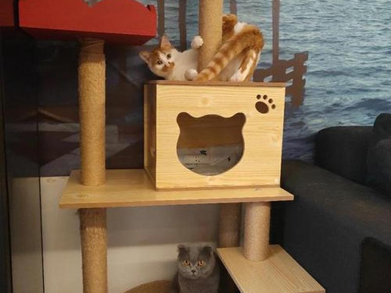搭建猫窝的技巧(搭建猫窝的技巧有哪些) 搭建猫窝的技巧(搭建猫窝的技巧有哪些)