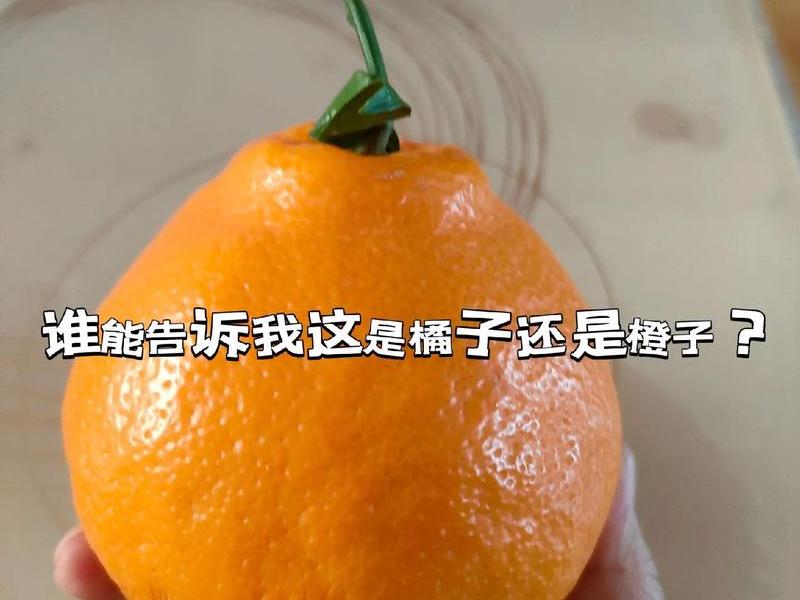 橘子建站和抖音怎么设置、橘子建站抖音收费 橘子建站和抖音怎么设置、橘子建站抖音收费