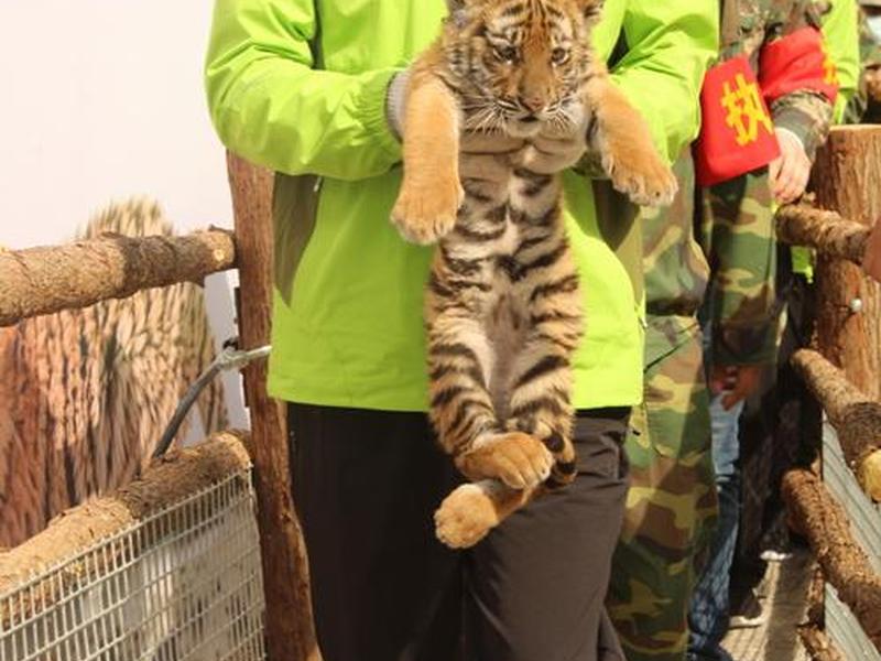 大猫哥流控官网;大猫哥和他的伙伴们 微博 大猫哥流控官网;大猫哥和他的伙伴们 微博