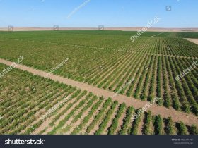 orchards；orchards是什么意思
