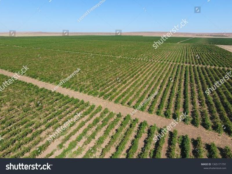 orchards；orchards是什么意思