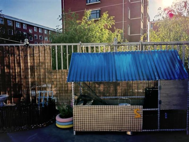 斗鸡简易鸡舍搭建；斗鸡简易鸡舍搭建图片