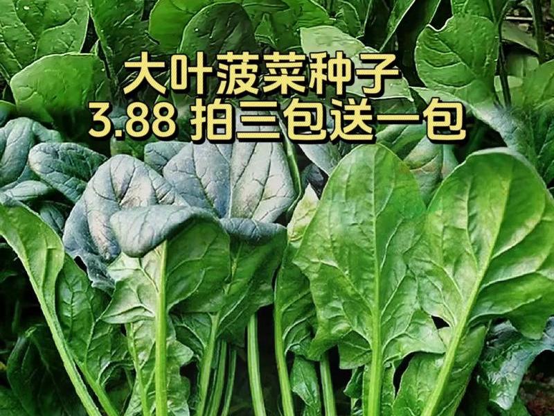 菠菜ng源码、菠菜系统源码 菠菜ng源码、菠菜系统源码