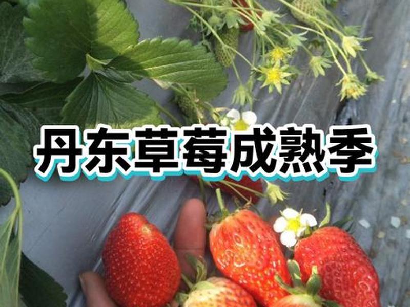 丹东草莓是哪个省哪个市,丹东草莓是哪个省哪个市生产的 丹东草莓是哪个省哪个市,丹东草莓是哪个省哪个市生产的