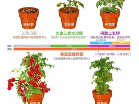 tomato种植注意事项，tomato plant