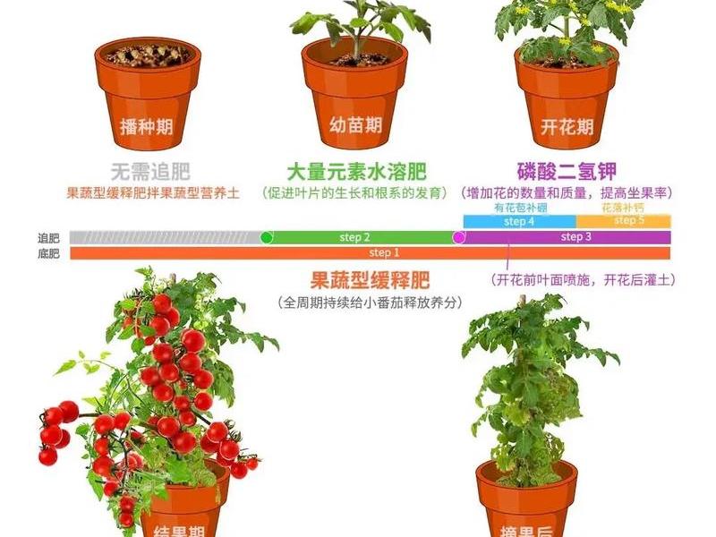 tomato种植注意事项,tomato plant tomato种植注意事项,tomato plant