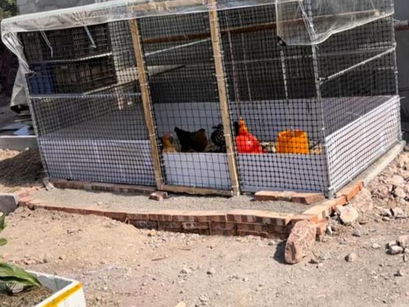 斗鸡舍怎么搭建最好,斗鸡舍怎么搭建最好看 斗鸡舍怎么搭建最好,斗鸡舍怎么搭建最好看