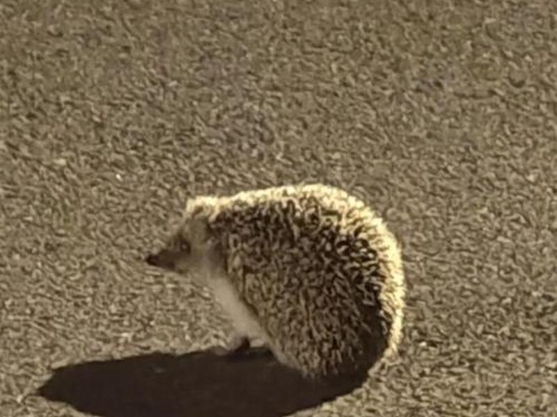 刺猬站车（刺猬会站起来吗）