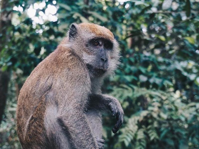 monkeyrun国内怎么用,monkeyjam怎么使用 monkeyrun国内怎么用,monkeyjam怎么使用