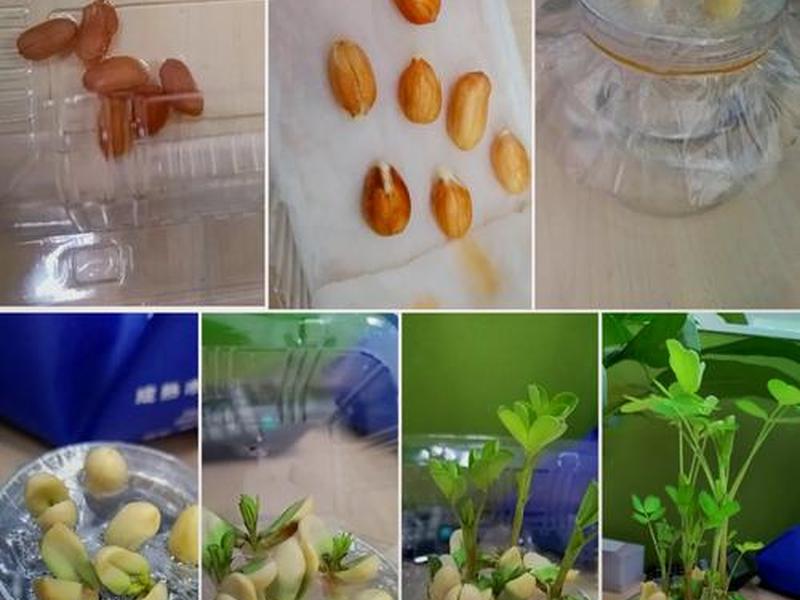 花生壳穿透教程；花生壳穿透教程视频