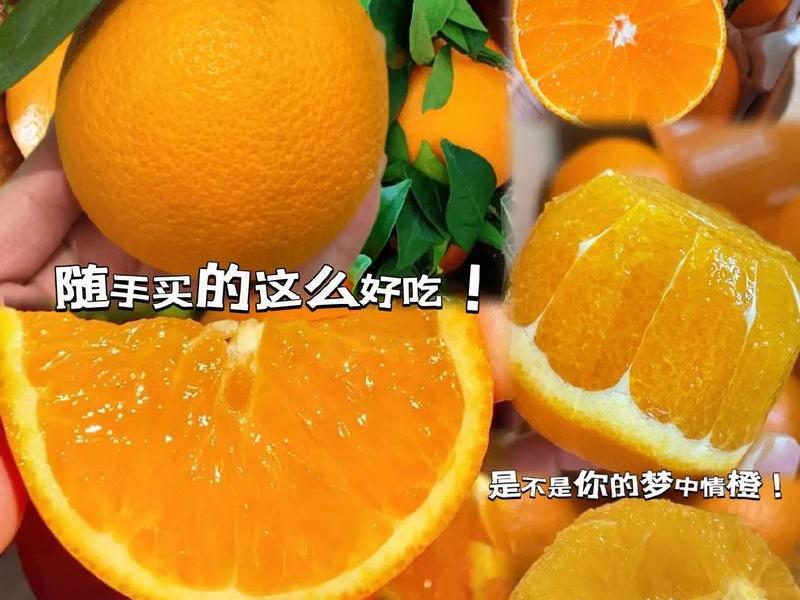 橙子建站官方网站 橙子建站官网价格 橙子建站官方网站 橙子建站官网价格
