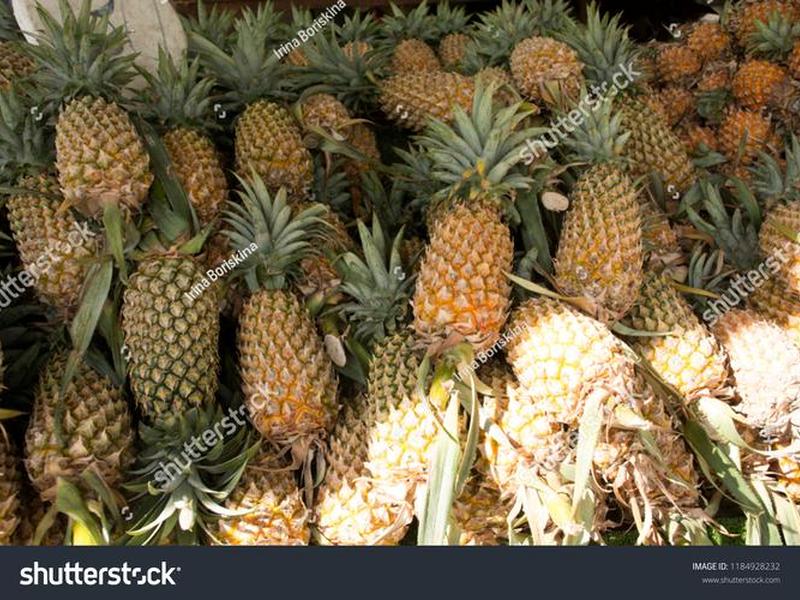 pineapple连读吗 - pineapples怎么读需要连读吗 pineapple连读吗 - pineapples怎么读需要连读吗