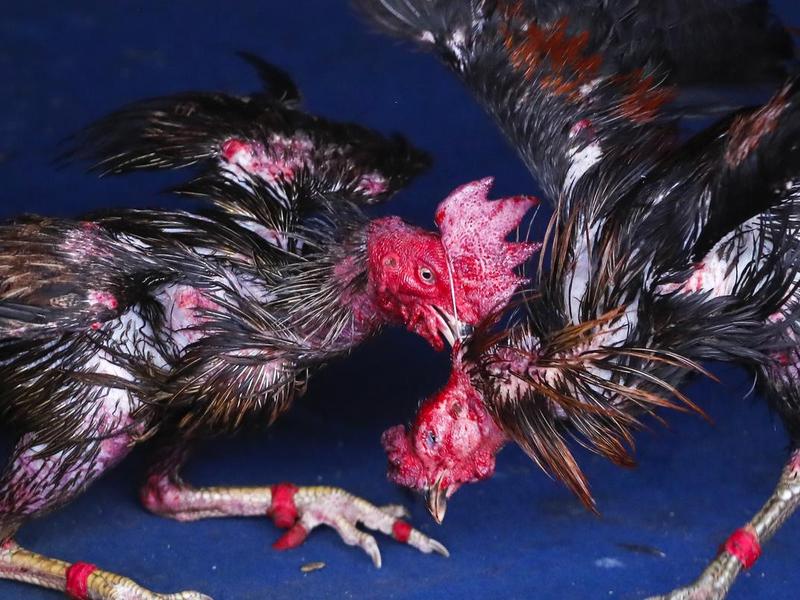 斗鸡提篮安装教程;斗鸡提篮安装教程视频 斗鸡提篮安装教程;斗鸡提篮安装教程视频