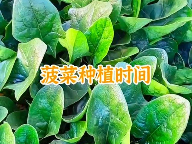 菠菜种植土壤(菠菜种植的土壤肥料要求) 菠菜种植土壤(菠菜种植的土壤肥料要求)