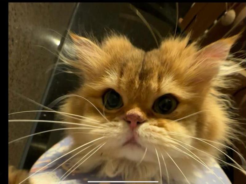 大猫哥开播视频（大猫哥开播视频在线观看）