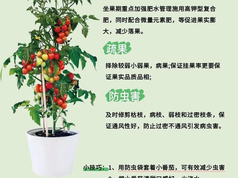 tomato种植注意事项,tomato plant tomato种植注意事项,tomato plant