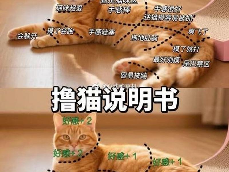 建猫使用方法（猫咪怎么建档）