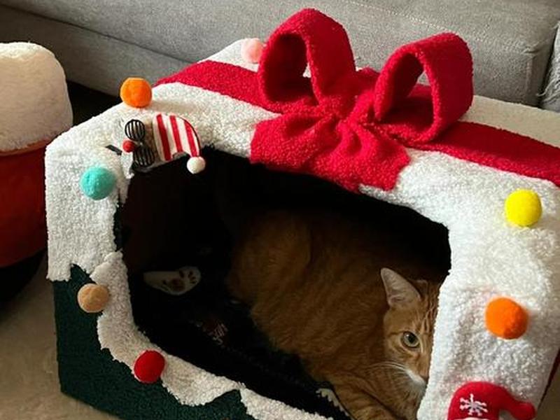 建猫房教程；给猫咪搭建小房子教程